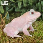 Pink poison dart frog perched on mossy ground in lush rainforest environment.