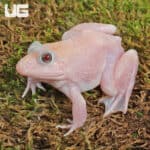 Snow Edible Bullfrog (Hoplobatrachus rugulosus) For Sale - Underground Reptiles