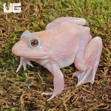 Snow Edible Bullfrog (Hoplobatrachus rugulosus) For Sale - Underground Reptiles