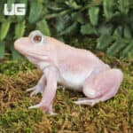 White frog with red eyes on mossy ground in natural environment.