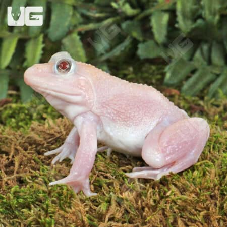 White frog with red eyes on mossy ground in natural environment.