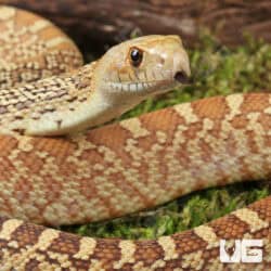 Hypo Gopher Snakes For Sale - Underground Reptiles