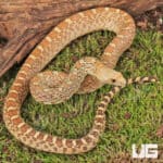 Hypo Gopher Snakes For Sale - Underground Reptiles