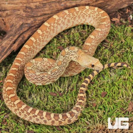 Hypo Gopher Snakes For Sale - Underground Reptiles