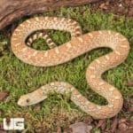 Hypo Gopher Snakes For Sale - Underground Reptiles