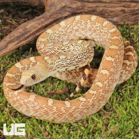 Hypo Gopher Snakes For Sale - Underground Reptiles