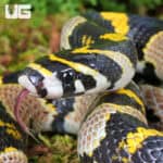Mandarin Ratsnake (Euprepiophis mandarinus) For Sale - Underground Reptiles
