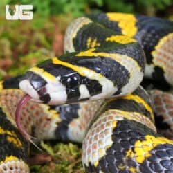 Mandarin Ratsnake (Euprepiophis mandarinus) For Sale - Underground Reptiles