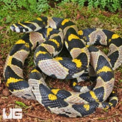 Mandarin Ratsnake (Euprepiophis mandarinus) For Sale - Underground Reptiles