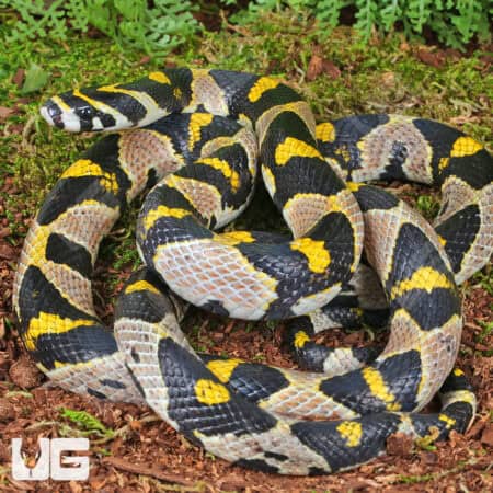 Mandarin Ratsnake (Euprepiophis mandarinus) For Sale - Underground Reptiles