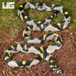 Mandarin Ratsnake (Euprepiophis mandarinus) For Sale - Underground Reptiles