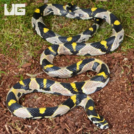 Mandarin Ratsnake (Euprepiophis mandarinus) For Sale - Underground Reptiles