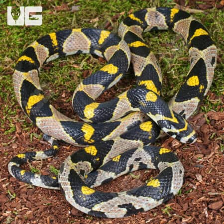 Mandarin Ratsnake (Euprepiophis mandarinus) For Sale - Underground Reptiles