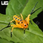Pikachu Crab Spider (Platythomisus xiandao) for sale - Underground Reptiles