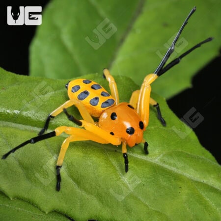 Pikachu Crab Spider (Platythomisus xiandao) for sale - Underground Reptiles