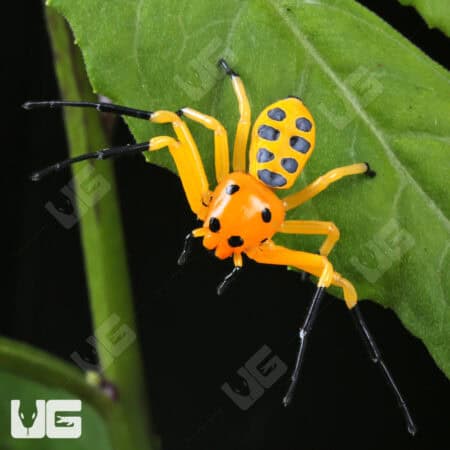 Pikachu Crab Spider (Platythomisus xiandao) for sale - Underground Reptiles