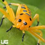 Pikachu Crab Spider (Platythomisus xiandao) for sale - Underground Reptiles
