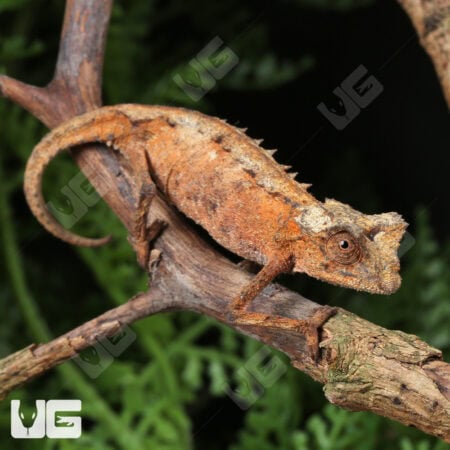 Plated Leaf Chameleon for sale - Underground Reptiles