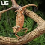 Plated Leaf Chameleon for sale - Underground Reptiles