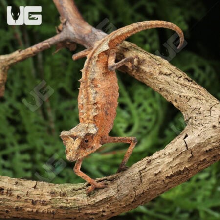 Plated Leaf Chameleon for sale - Underground Reptiles