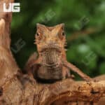 Plated Leaf Chameleon for sale - Underground Reptiles