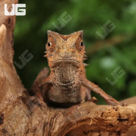 Plated Leaf Chameleon for sale - Underground Reptiles