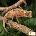 Plated Leaf Chameleon for sale - Underground Reptiles