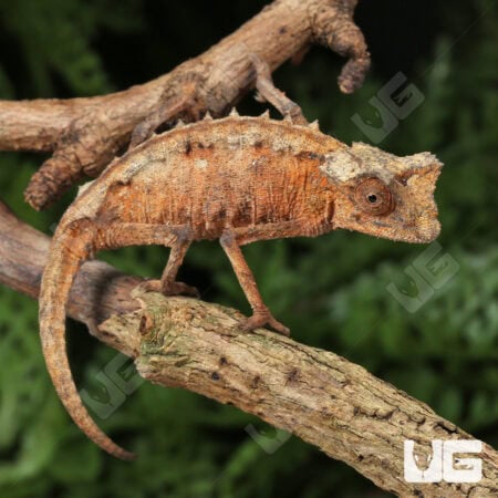 Plated Leaf Chameleon for sale - Underground Reptiles