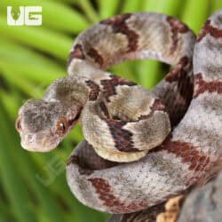 Silver Dog Toothed Cat Snakes For Sale - Underground Reptiles