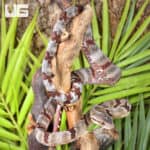 Silver Dog Toothed Cat Snakes For Sale - Underground Reptiles