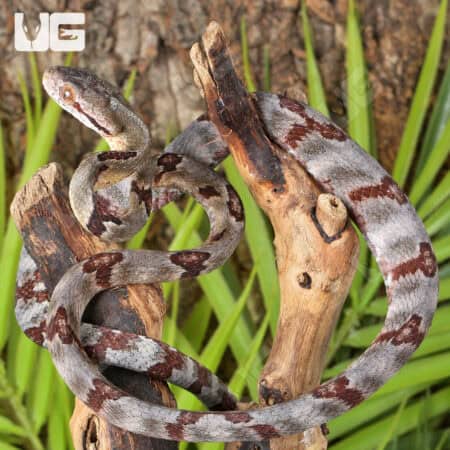 Silver Dog Toothed Cat Snakes For Sale - Underground Reptiles