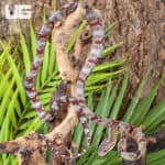 Silver Dog Toothed Cat Snakes For Sale - Underground Reptiles