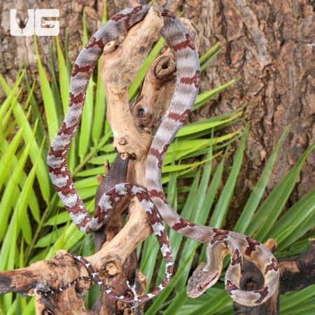 Silver Dog Toothed Cat Snakes For Sale - Underground Reptiles