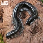 Silver Ghost Rider Millipede (Alienostreptus bicoloripes) For Sale - Underground Reptiles