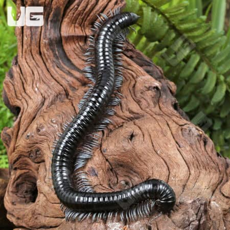 Silver Ghost Rider Millipede (Alienostreptus bicoloripes) For Sale - Underground Reptiles