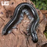 Silver Ghost Rider Millipede (Alienostreptus bicoloripes) For Sale - Underground Reptiles