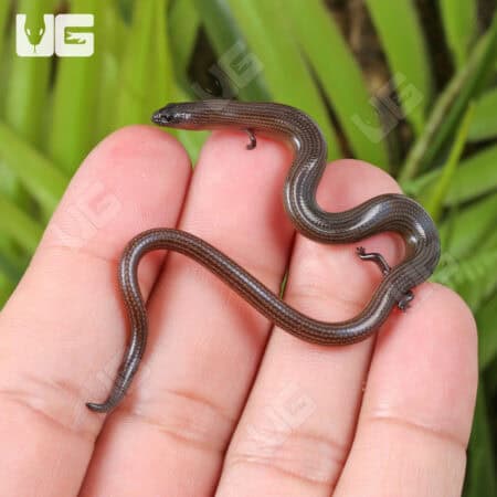 Linnaeus Supple Skinks (Lygosoma quadrupes) For Sale - Underground Reptiles
