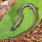 Supple Skinks (Subdoluseps bowringii) For Sale - Underground Reptiles