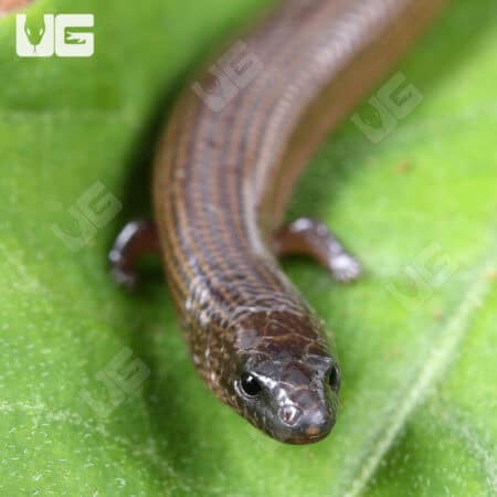 Linnaeus Supple Skinks (Lygosoma quadrupes) For Sale - Underground Reptiles