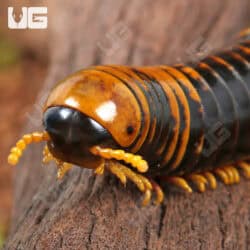 Giant Calico Millipede (Spirobolida sp. Sulawesi calico) For Sale - Underground Reptiles