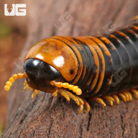 Giant Calico Millipede (Spirobolida sp. Sulawesi calico) For Sale - Underground Reptiles
