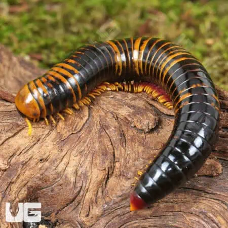 Giant Calico Millipede (Spirobolida sp. Sulawesi calico) For Sale - Underground Reptiles