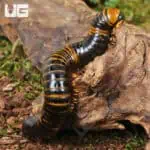 Giant Calico Millipede (Spirobolida sp. Sulawesi calico) For Sale - Underground Reptiles