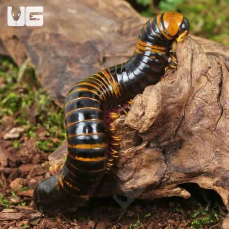 Giant Calico Millipede (Spirobolida sp. Sulawesi calico) For Sale - Underground Reptiles