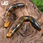 Giant Calico Millipede (Spirobolida sp. Sulawesi calico) For Sale - Underground Reptiles