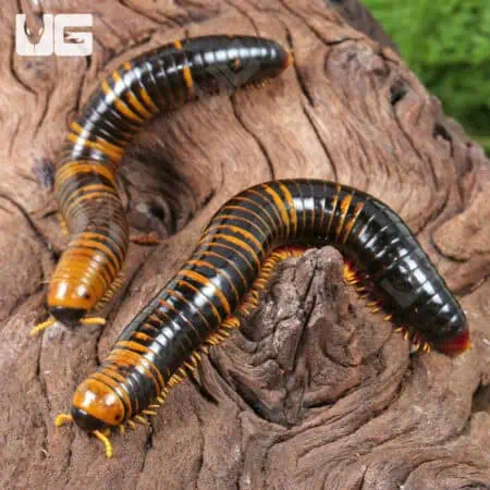 Giant Calico Millipede (Spirobolida sp. Sulawesi calico) For Sale - Underground Reptiles