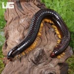 Giant Golden Leg Millipede (Juliformia sp. Golden leg) For Sale - Underground Reptiles