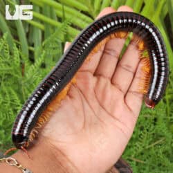 Giant Golden Leg Millipede (Juliformia sp. Golden leg) For Sale - Underground Reptiles