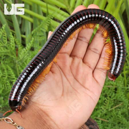 Giant Golden Leg Millipede (Juliformia sp. Golden leg) For Sale - Underground Reptiles