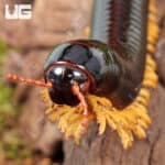 Giant Golden Leg Millipede (Juliformia sp. Golden leg) For Sale - Underground Reptiles